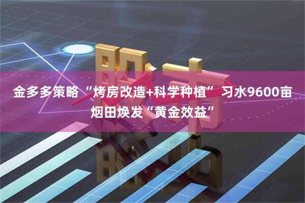 金多多策略 “烤房改造+科学种植” 习水9600亩烟田焕发“黄金效益”